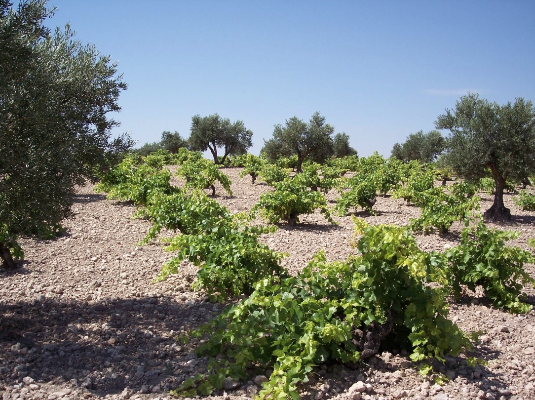 Denominación de Origen Vinos de Madrid 